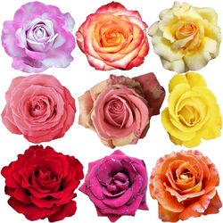 Rose Color