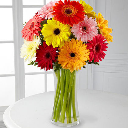 Colorful World Gerbera Daisy - Deluxe