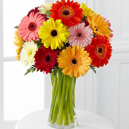 Colorful World Gerbera Daisy - Premium