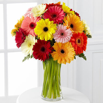 Colorful World Gerbera Daisy - Ultimate Gift