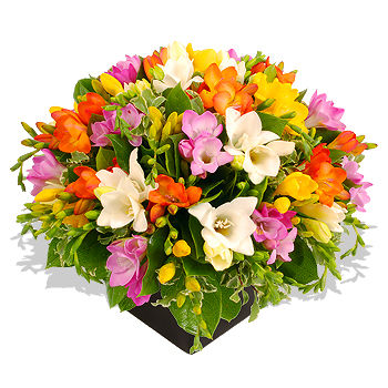 Freesia Arrangement