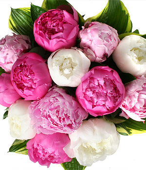 Mix Color Peonies