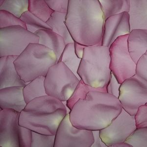 Lavender Rose Petals