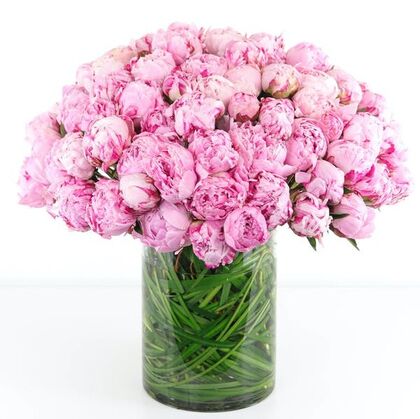 100 Peonies Spectacular