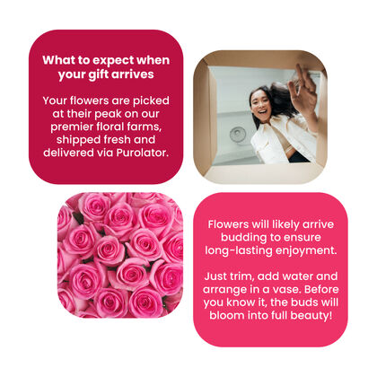 2 Dozen Premium Pink Roses in a Box