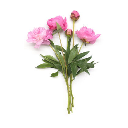 Pretty in Peony From Holland