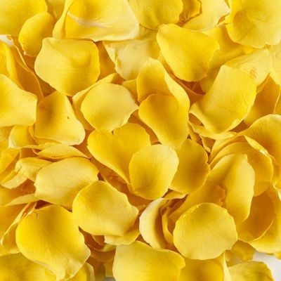 Yellow Rose Petals