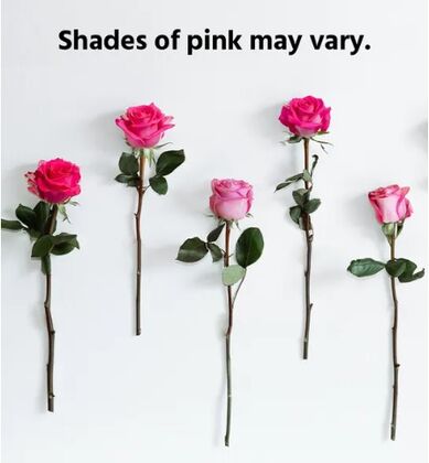 100 Pink Roses In a Vase