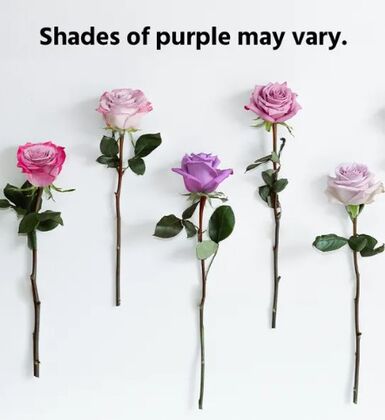 100 Lavender Roses in a Vase