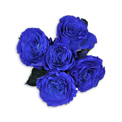 Splash of Blue Roses